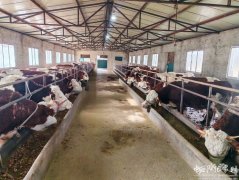 【张家川红花牛 为新鲜而生】以牛为媒串起致富